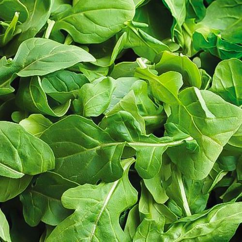 Gergir Leaves 250g