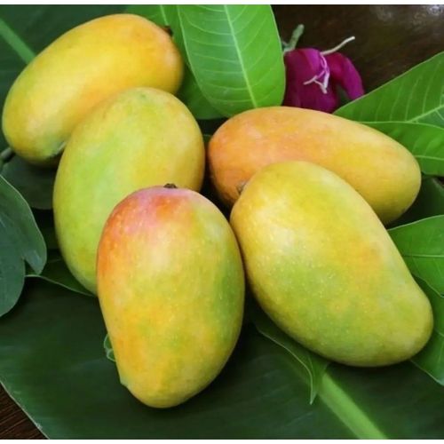 Mango 1Kg