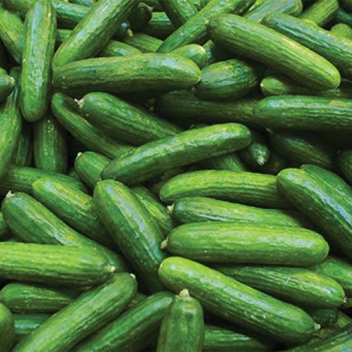 Cucumber 500g